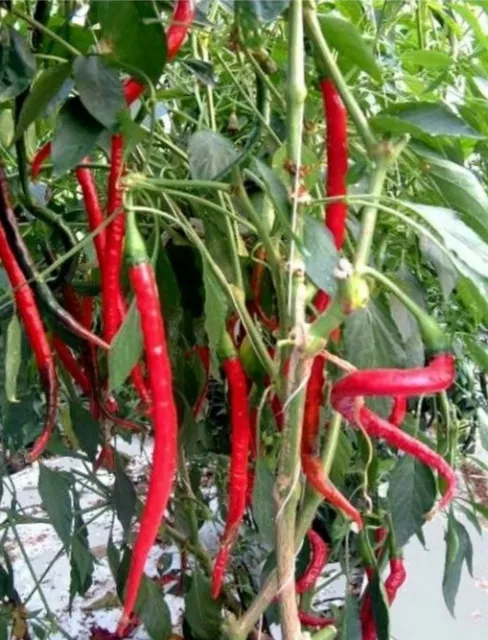 De Cayenne Chilli Pepper Seeds X 20 Approx