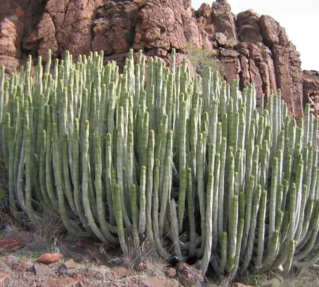 SAMEN WOLFSMILCH KAKTEE Zimmerpflanze Kaktus Wintergarten Euphorbia canariensis