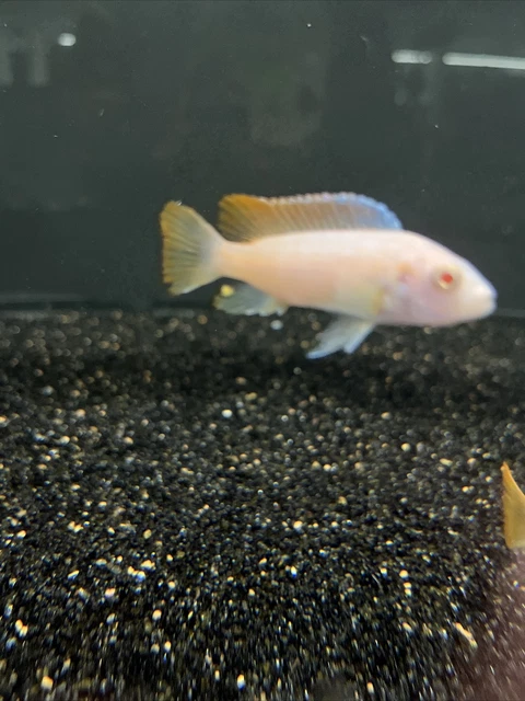Albino Pseudotropheus greshakei (5 Pack) mbuna cichlid 1.5-2” Live Tropical Fish