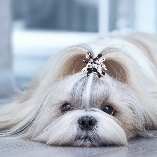 10 piezas Corbata de pelo de perro Ropa de perro Niña Inclinada Vacaciones