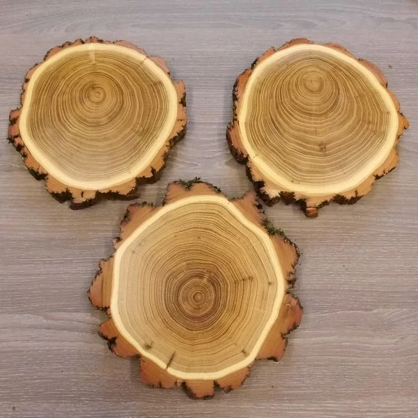 3 Pieza Acacia Jabalí Escudo de Trofeo AF16cm Jabalí Baumscheibe Baumschild 3