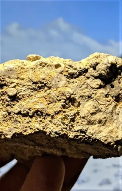 Crinoid Fossil Stems Segments in Matrix 85mm x 85mm x 30mm 526 grams Clitheroe 3