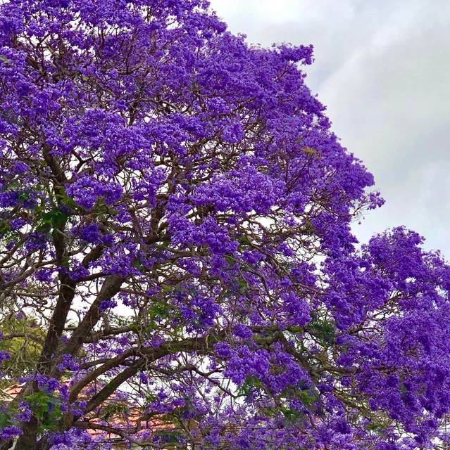 PAULOWNIA ELONGATA BLAUGLOCKENBAUM Kiribaum Winterhart Bis Ca 20 