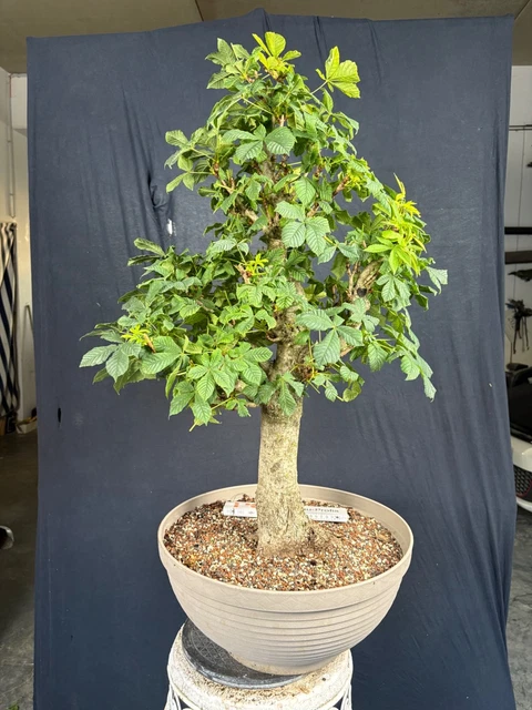 glanzmispel ableger Glanzmispel – Photinia ‘Red Robin’ (Spalierbaum) main image 1