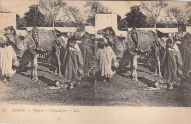 Carte postale stéréoscopique MAROC MOROCCO 12 LL TANGER chamelier