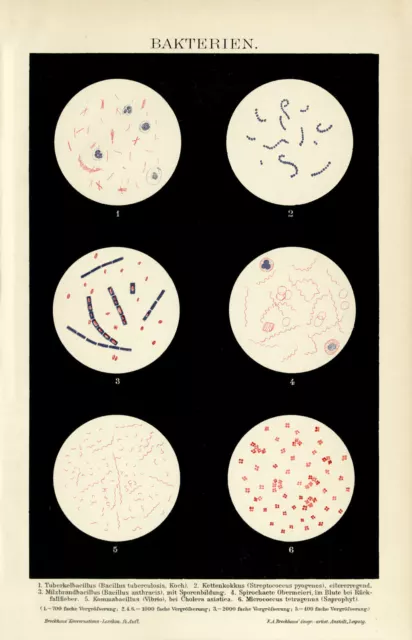 Bakterien Mikroskopie Medizin historische Bildtafel Chromolithographie ca. 1892