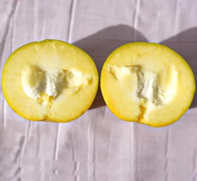 Suebelle Sapote Tropical Fruit Trees (Plant 5 inches+)