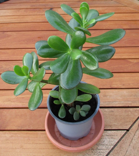 GELDBAUM FETTE HENNE Affenbrotbaum Pfennigbaum Crassula ovata Talerbaum