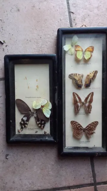 2 cadre porte papillons ancien