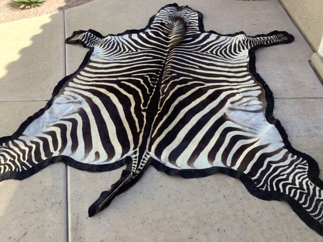 Large Zebra Skin Rug, Beautiful Condition With Black Felt Backing