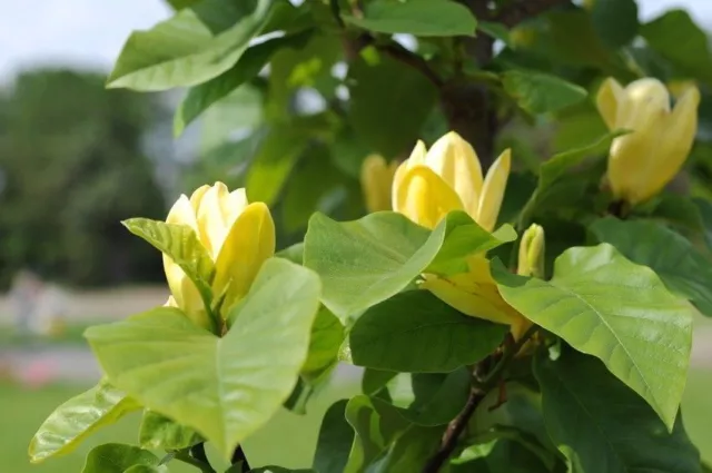 SAMEN für den Garten: der super Tulpenbaum liefert Ihnen massig Blumen vom Baum