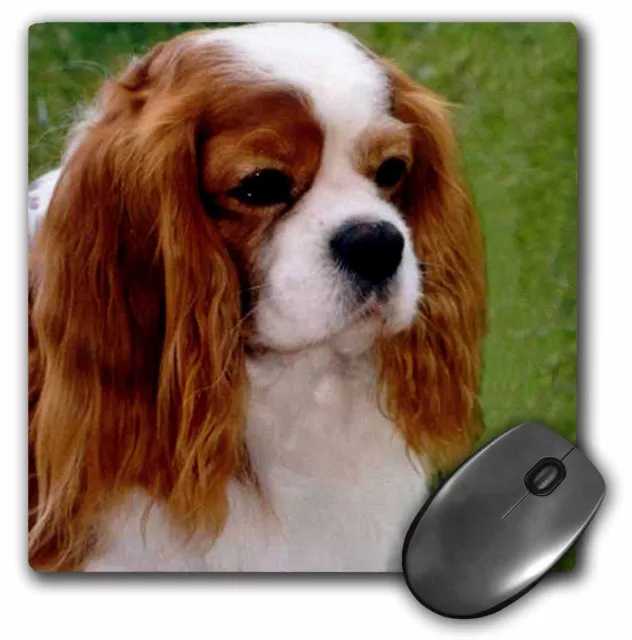 3dRose Cavalier King Charles Spaniels MousePad