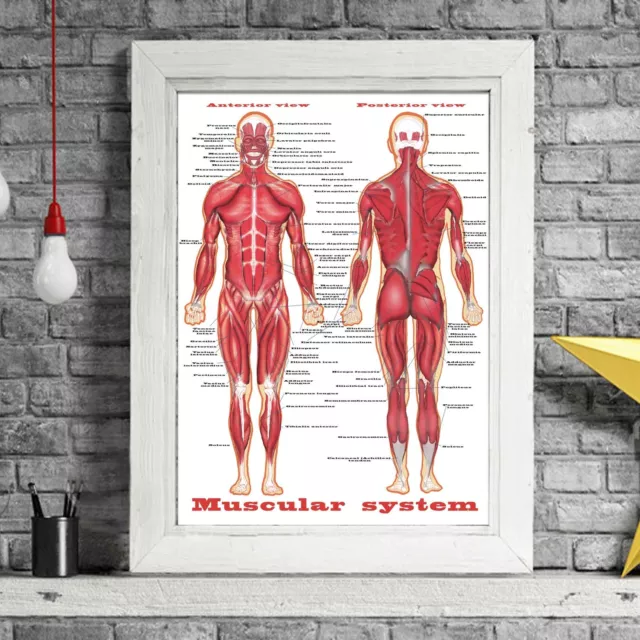 MUSCULAR SYSTEM - Human Body Chart Poster Print Sizes A5 to A0 **FREE DELIVERY**
