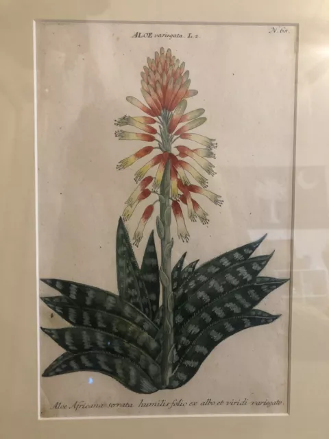 19th Century Botanical Print Of Aloe Professionally Framed