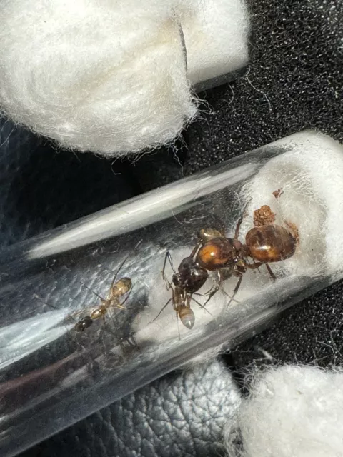 Queen Ant - camponotus americanus 2 Workers An Brood Feeder Insect Reptile Feed