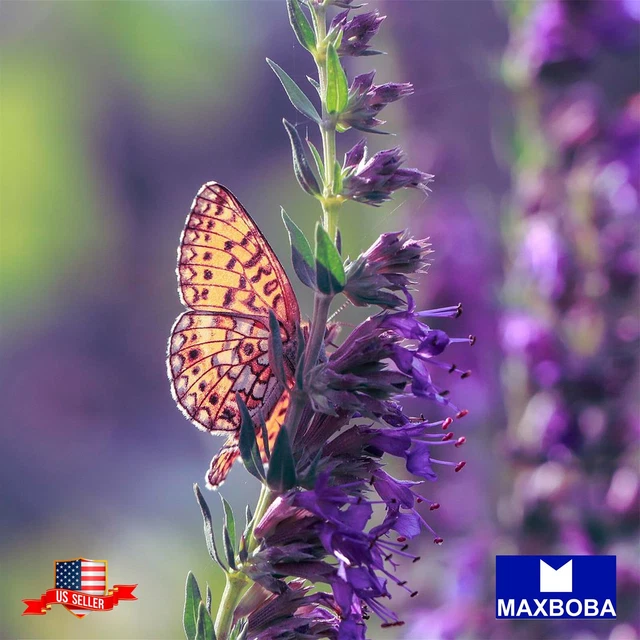 Hyssop Seeds Hyssopus officinalis Non-GMO / Heirloom Garden Herb Fresh