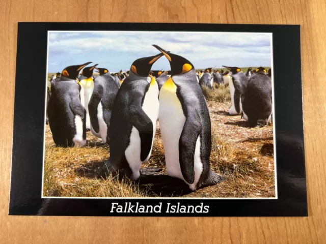 Vintage Postcard, King Penguin Colony, Volunteer Point, Stanley, Falkland Island