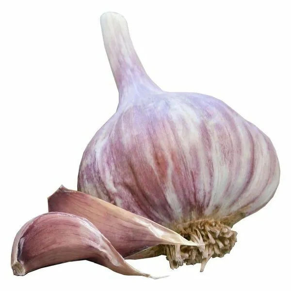 Early Purple Wight Strong British garlic Seeds 30 Seeds Cloves For Growing