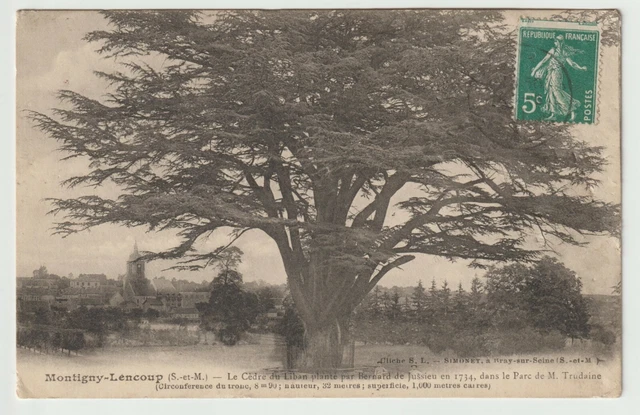 77 MONTIGNY LENCOUP CPA the cedar of Lebanon
