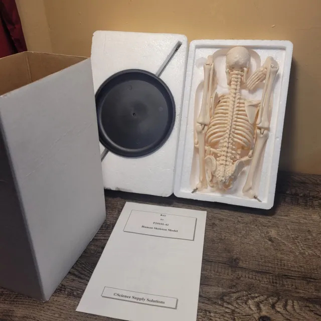 17"Human Skeleton HALLOWEEN Anatomy Model Science Classroom Skeleton Model Tool