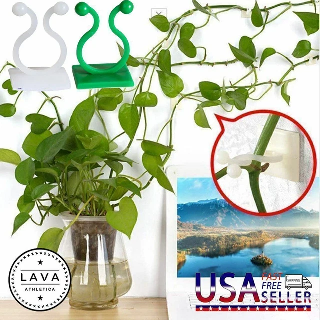 100Pcs/Set Plant Climbing Clips Invisible Wall Vines Fixture Fixing Sticky Hook