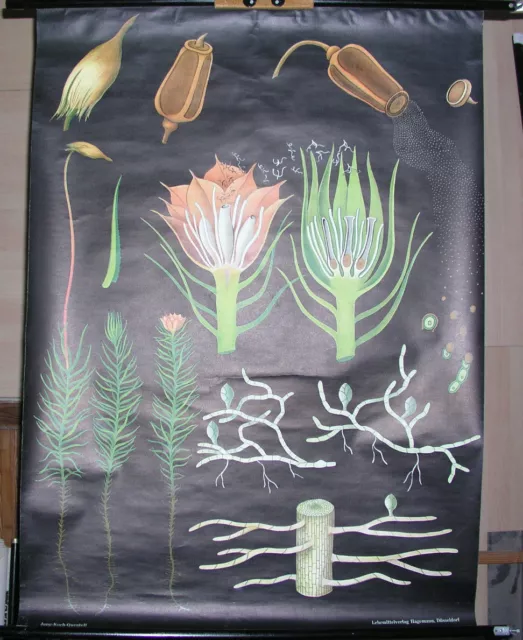 Wandbild Jung Lehrtafel Haarmoos JKQ 82x112c vintage flowerless plants moss~1965