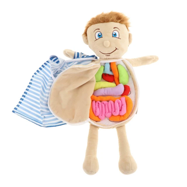 ANATOMY OF THE Human Body Model Soft Doll Toy Kids Early Education £17.
