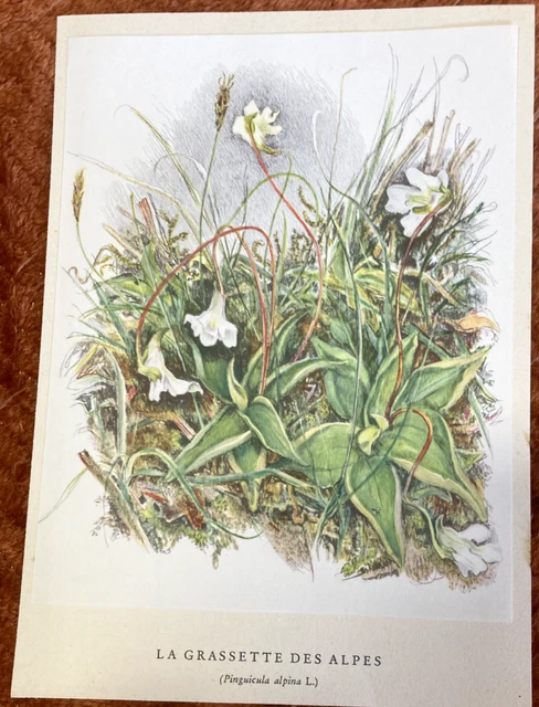 Gravures Anciennes – Planches France – Thème Les Alpes