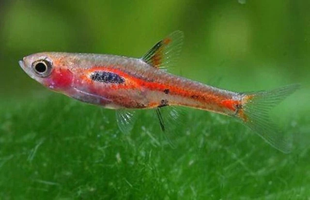 10 PHOENIX RASBORA (BORARAS MERAH) Nano Fish FREE SHIP Aquarium Moss Java Shrimp