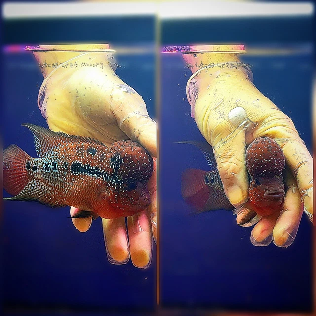 SUPER NICE SRD Flowerhorn  monster kok beautiful Beast, Super red dragon 3.5"