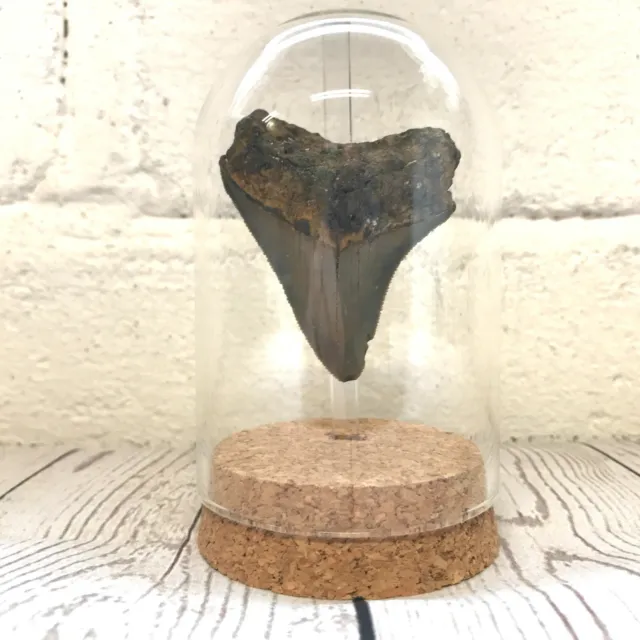 Megalodon Shark Dinosaur Tooth Fossil Glass Bell Cloche Dome Jar Natural History