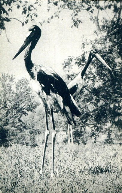 CPA - Parc zoologique de Vincennes - Un couple de Jaribus