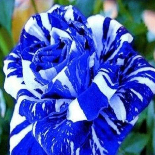 100Pc Blue Dragon Rose Seeds Flower Bush Perennial Flowers Seeds