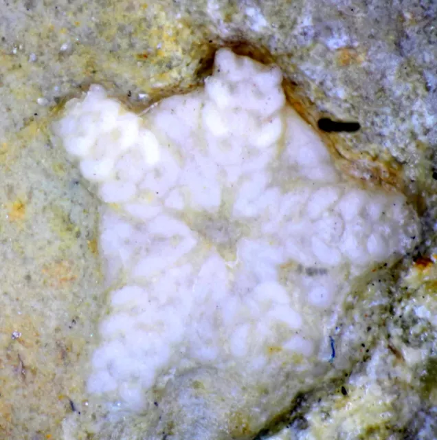 Aspiduriella similis - Fossil Triassic Starfish, Ophiuroid