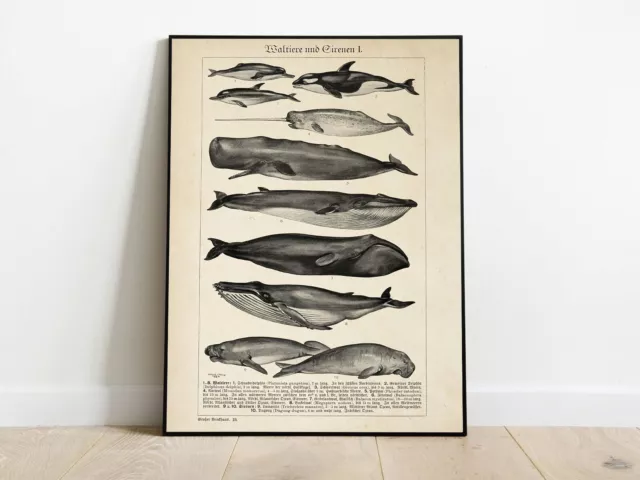 Vintage Whales Mammals Art, Vintage Ocean Animals Art, Canvas Print, Wall Art
