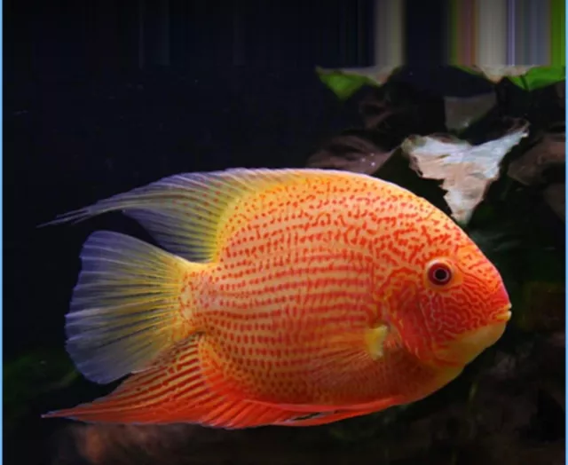 Red Spotted Severum Cichlid - Heros sp. - Live Fish  4”