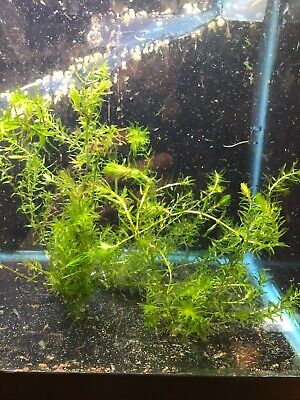 *BUY 2 GET 1 FREE* Anacharis Elodea Egeria Densa Easy Live Aquarium Plants ✅