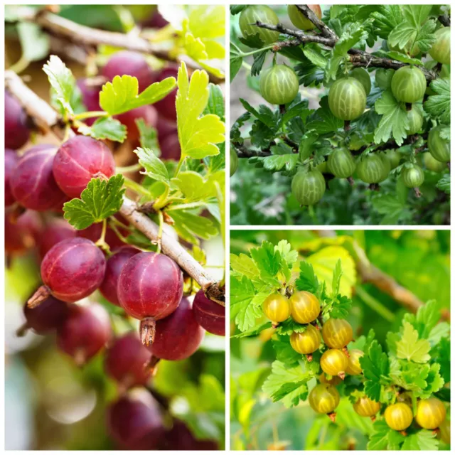 3 Mixed Gooseberry Plants - Red, Green and Yellow Bushes Ready To Fruit!