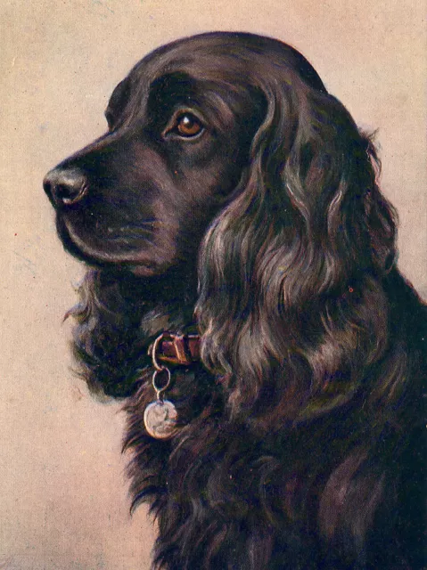 Cocker Spaniel Charming Dog Greetings Note Card Beautiful Black Dog Head Study