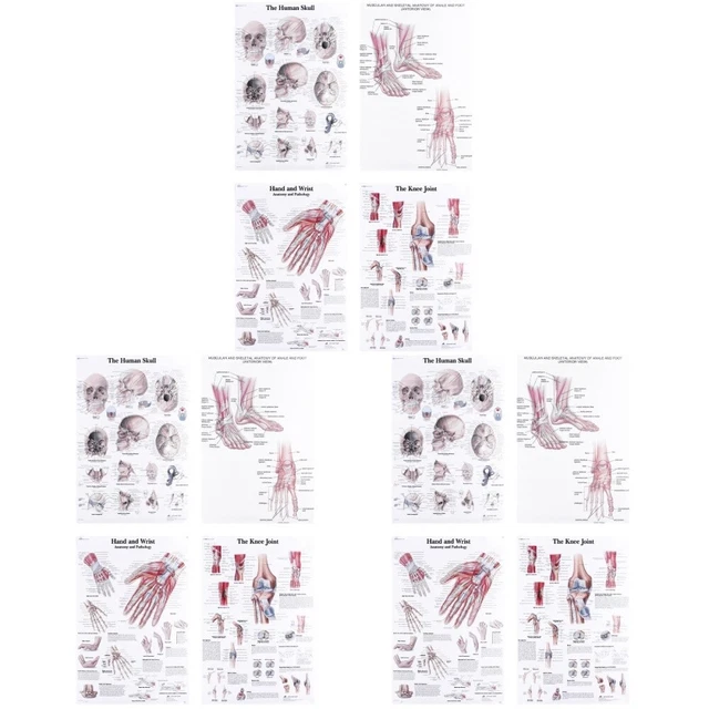 MUSCLE ANATOMY POSTER Picture Anatomy Chart Set £13.85 - PicClick UK