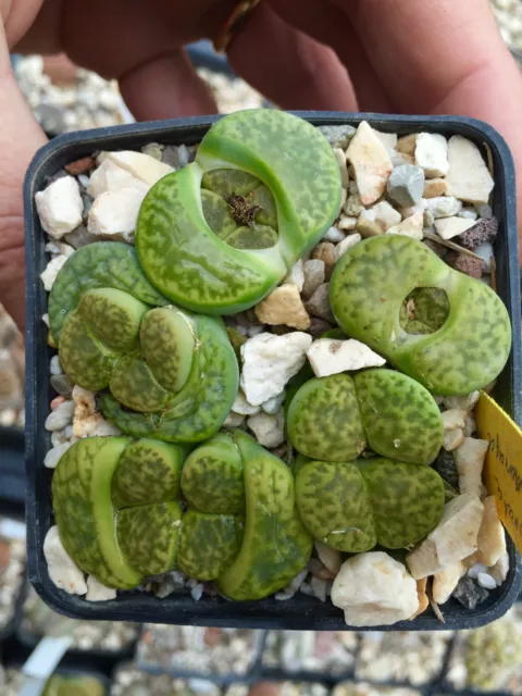 10 Lithops marmorata v marmorata "Polepsky Smaragd" rare SEEDS SEMI no stapelia