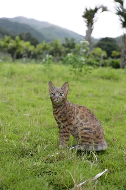 Sitting Bengal Cat--Garden Statue Garden Decoration Home Decor Animal Statue