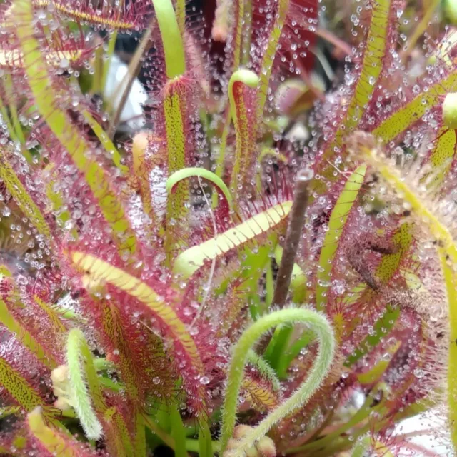 200x Seeds - Carnivorous plants - D.Capensis (Cape Sundew 'Red') - Fresh seeds 3