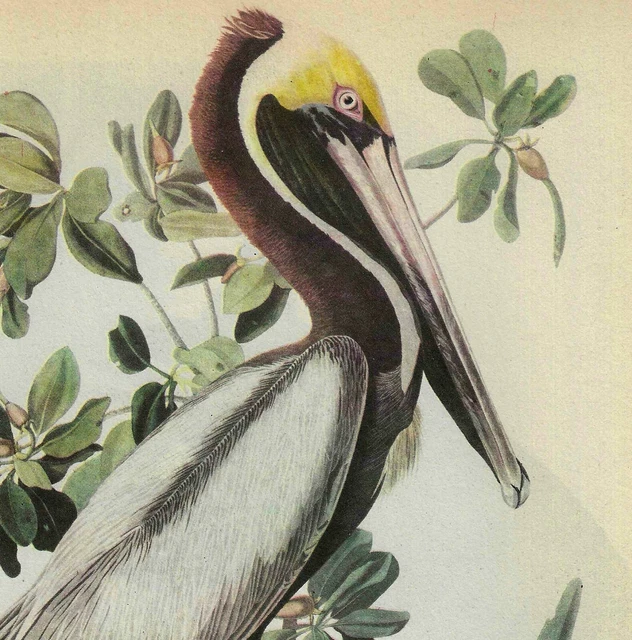 Brown Pelican #2 Bird 1946 Color Art Print John James Audubon Nature DWV2C