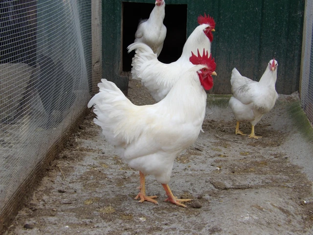 10+ Rhode Island White chicken hatching eggs 