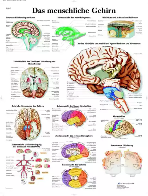 Das menschliche Gehirn Lehrtafel  Anatomie 50 x 67 cm Poster leichte Wellungen