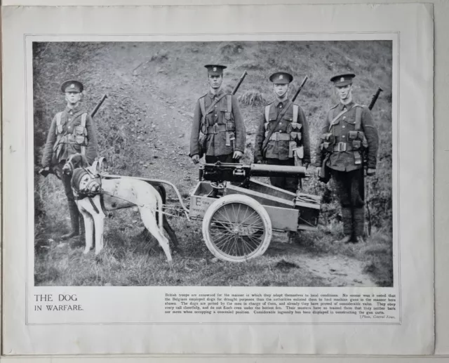 1915 Ww1 Print & Text The Dog In Warfare Belgians Employed Dogs Haul Machine Gun