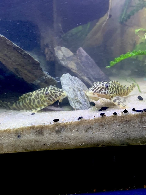 L134 PECKOLITA COMPTA LEOPARD FROG PLECO Adult 3.5”+