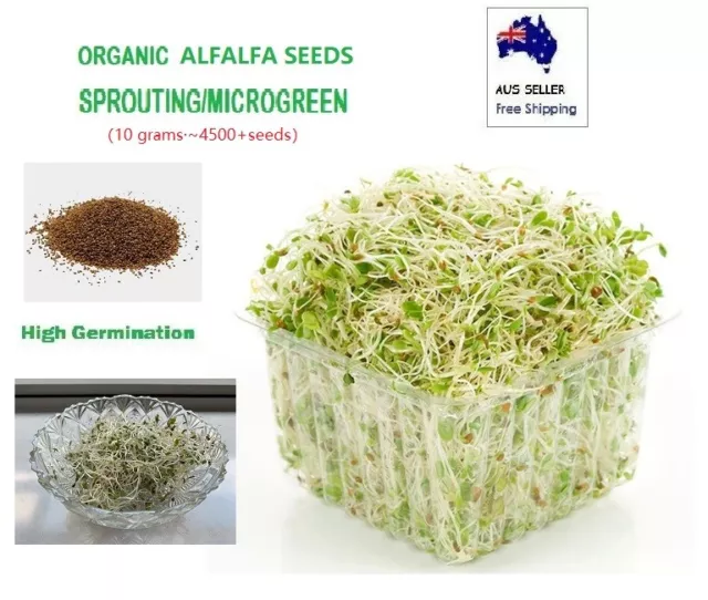 ORGANIC ALFALFA Seeds 10g~2kg Sprouting/MICROGREEN High Germination Superfood