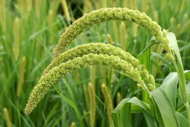 Kolbenhirse - Foxtail Millet - Setaria italica - 25+ Samen - Seeds Am 047